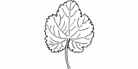 Conventional Leaf